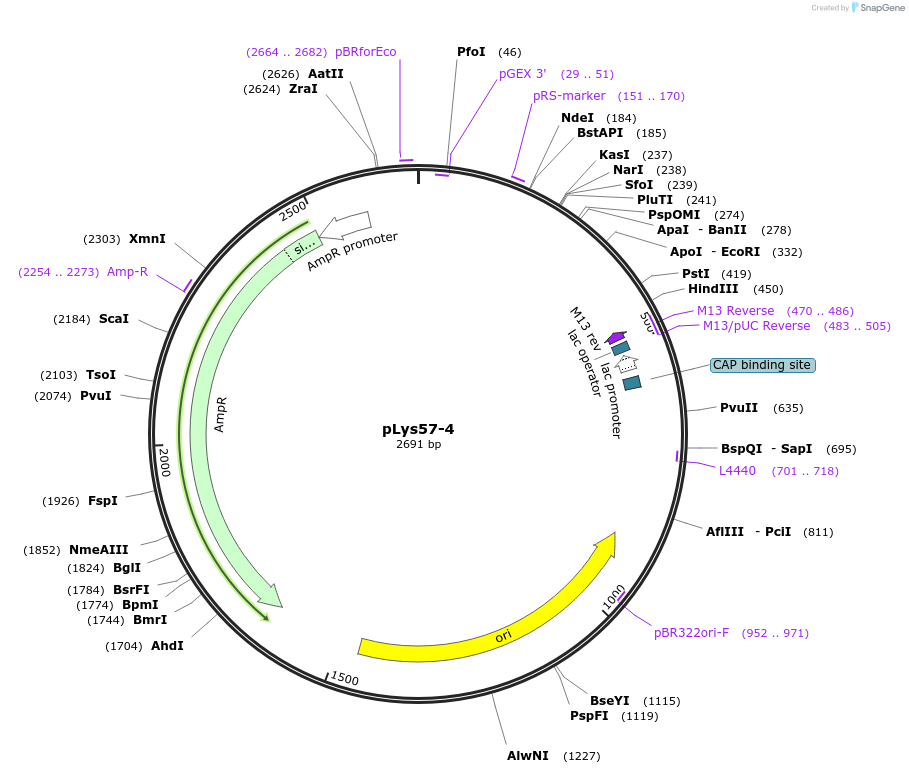 211567-plasmid-map-sequence-id-421059