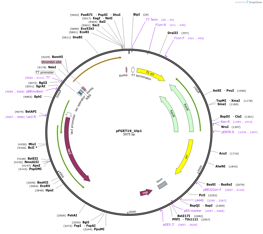 64697-plasmid-map-sequence-id-421138