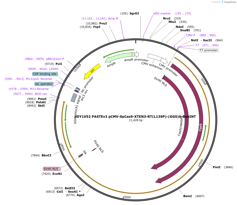 179105-plasmid-map-sequence-id-421140