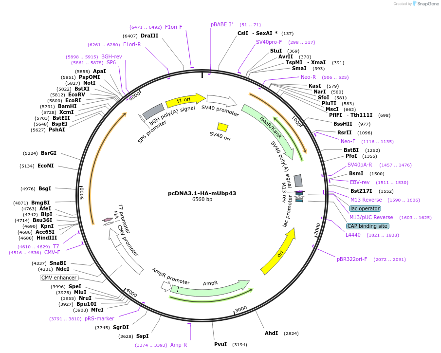 12454-plasmid-map-sequence-id-421211