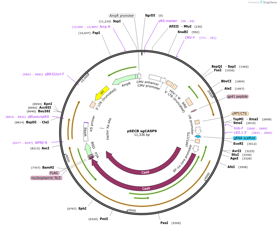 211525-plasmid-map-sequence-id-421228
