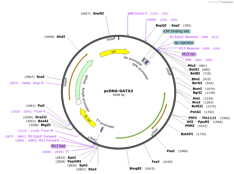 1332-plasmid-map-sequence-id-421229