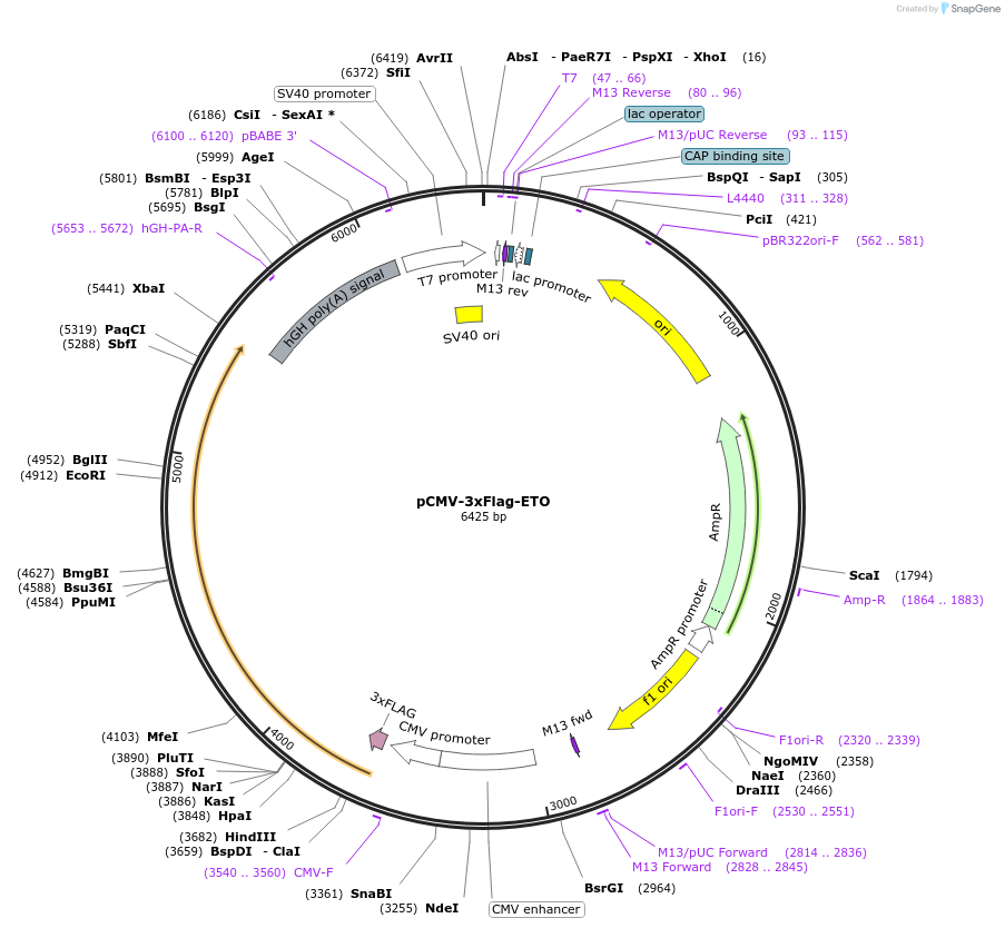 12507-plasmid-map-sequence-id-421230