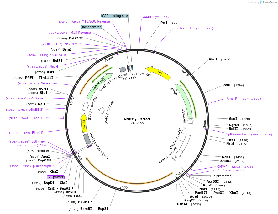 15475-plasmid-map-sequence-id-421232