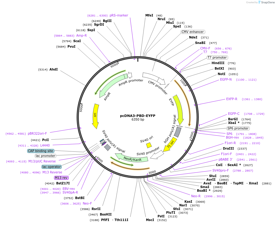 13723-plasmid-map-sequence-id-421235