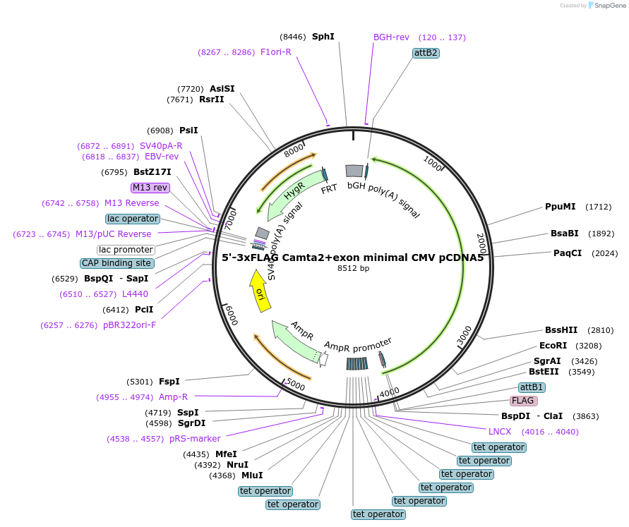 212049-plasmid-map-sequence-id-421243