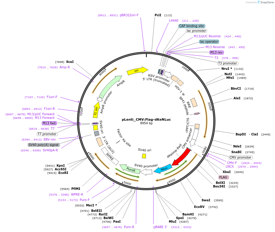 208856-plasmid-map-sequence-id-421252