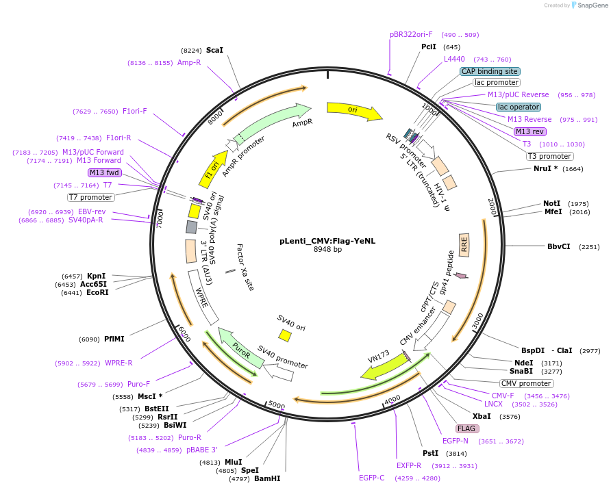 208849-plasmid-map-sequence-id-421253