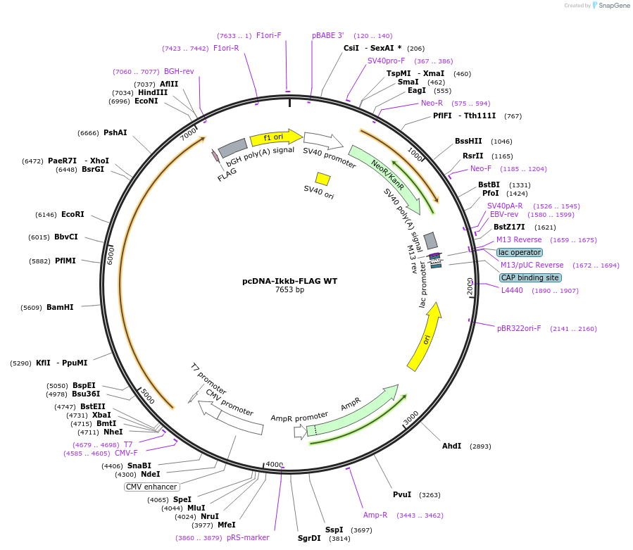 23298-plasmid-map-sequence-id-421256