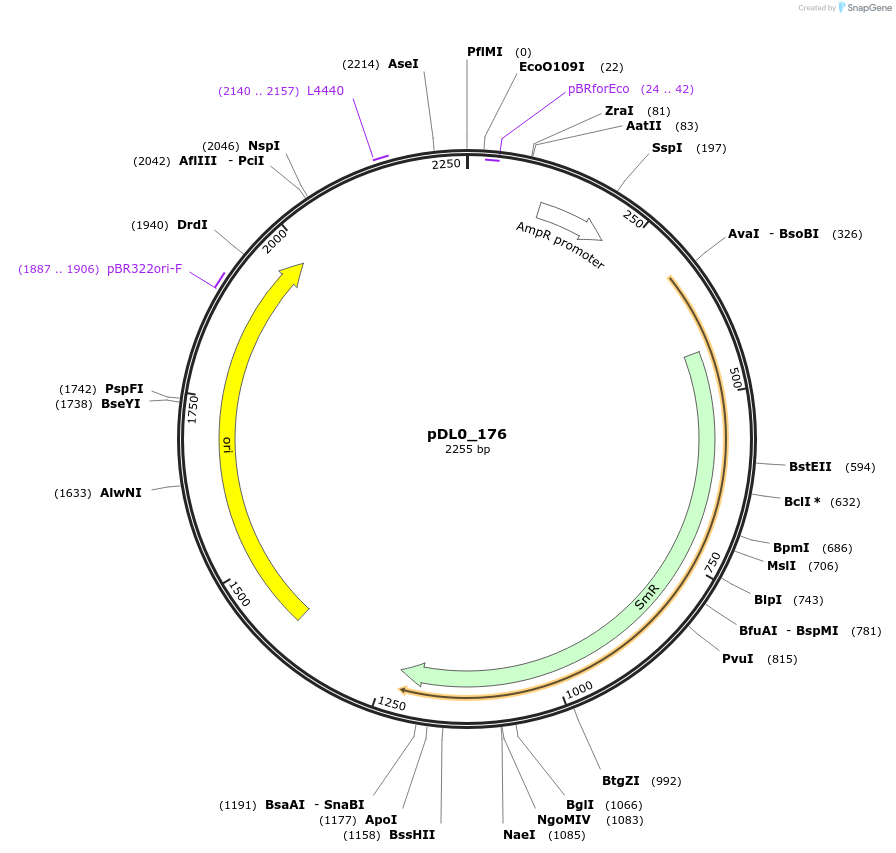 210771-plasmid-map-sequence-id-421267