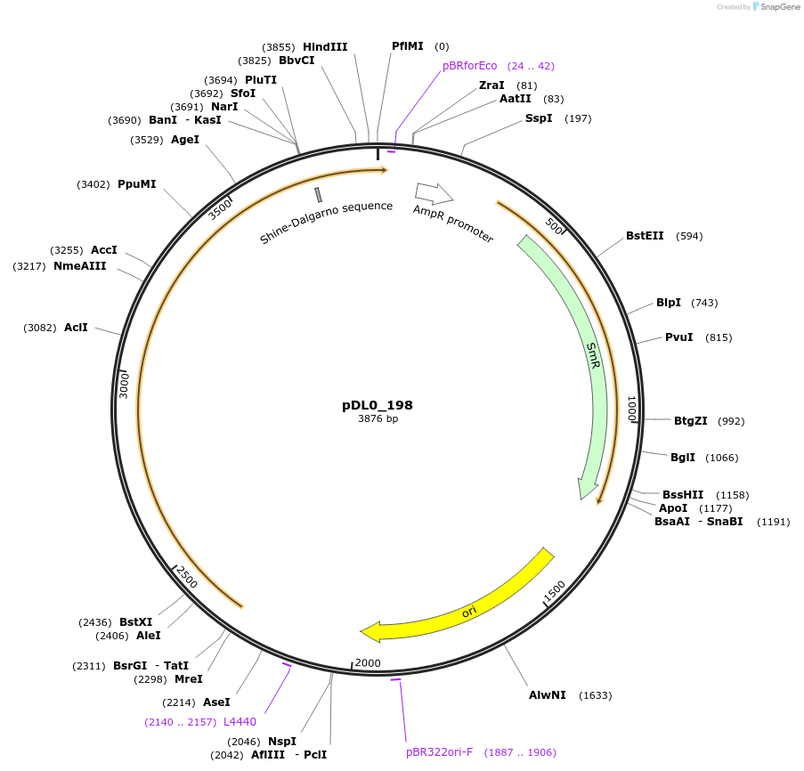 210865-plasmid-map-sequence-id-421293