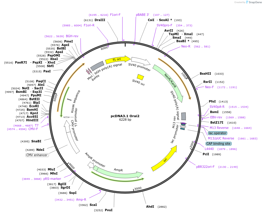 16369-plasmid-map-sequence-id-421295