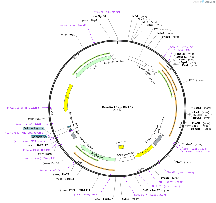18064-plasmid-map-sequence-id-421296