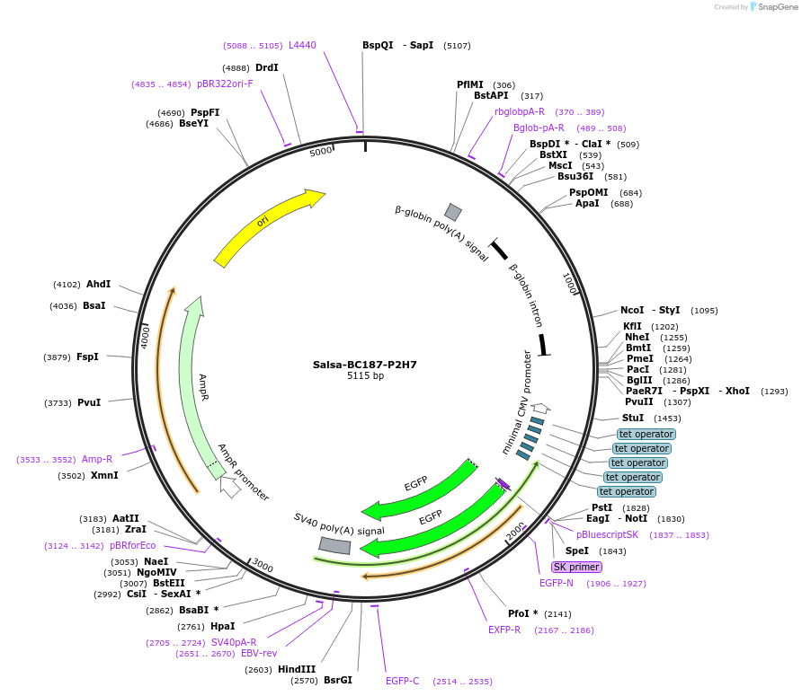 203028-plasmid-map-sequence-id-421379