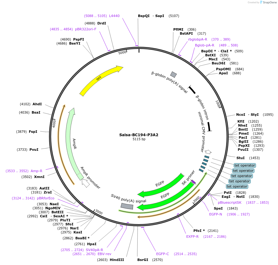 203035-plasmid-map-sequence-id-421385