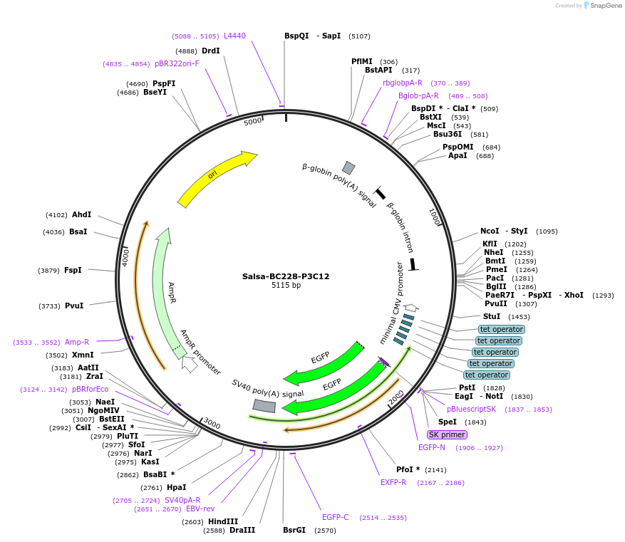 203069-plasmid-map-sequence-id-421415