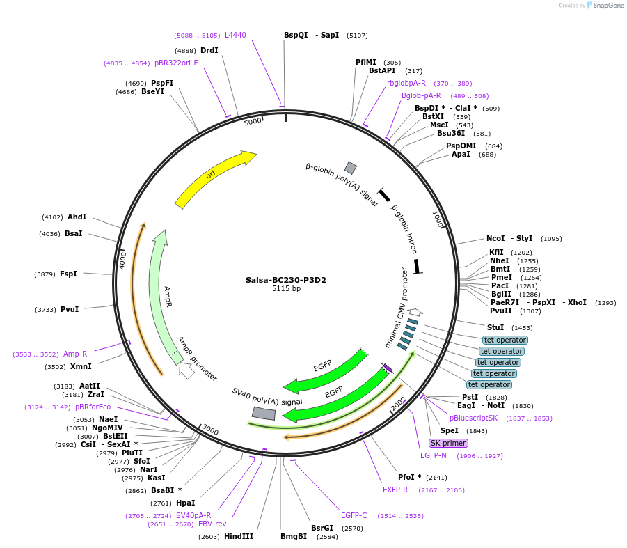 203071-plasmid-map-sequence-id-421417
