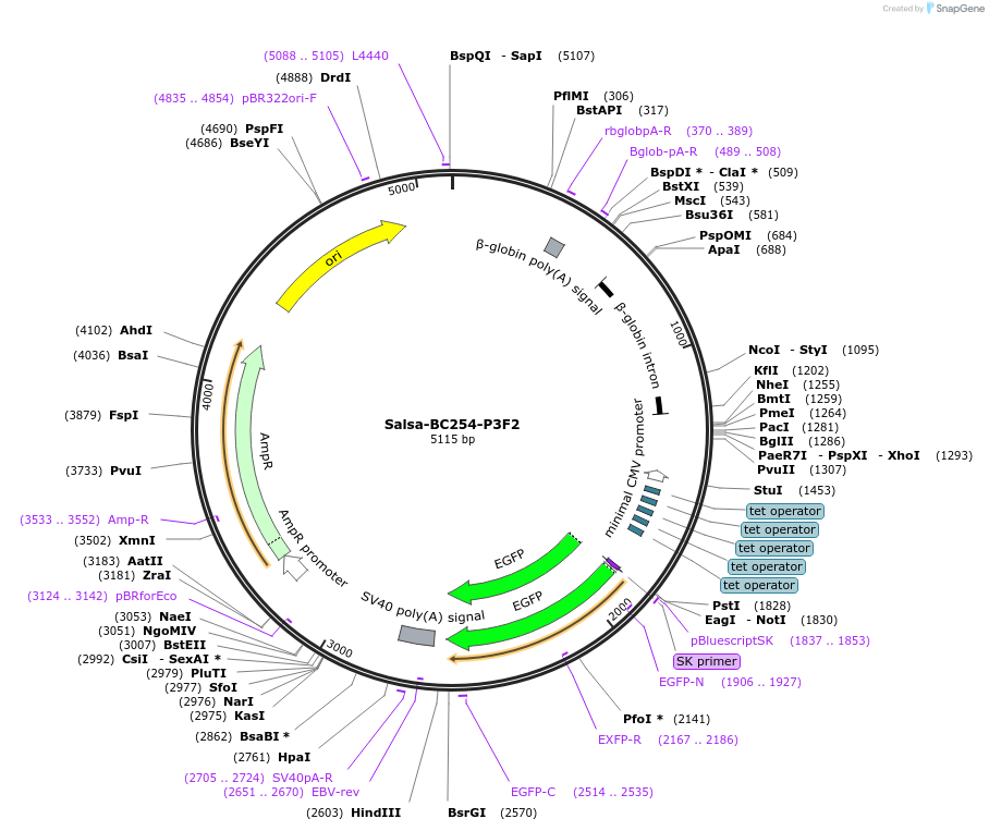 203095-plasmid-map-sequence-id-421439