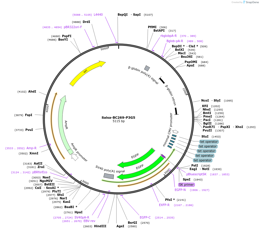 203110-plasmid-map-sequence-id-421454