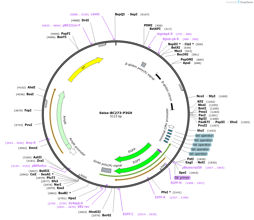 203114-plasmid-map-sequence-id-421458