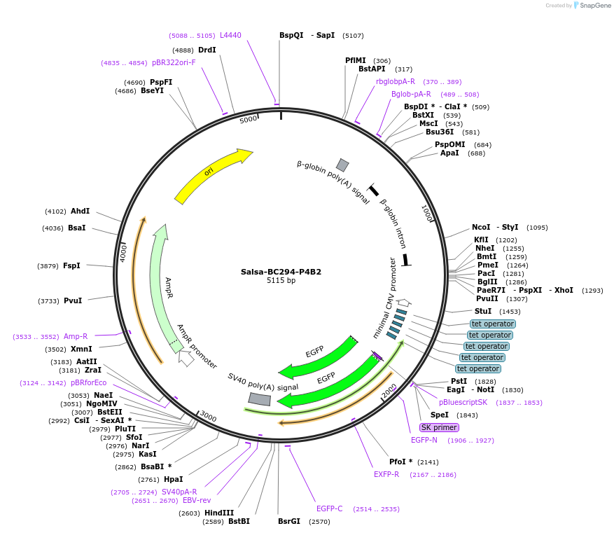203135-plasmid-map-sequence-id-421477