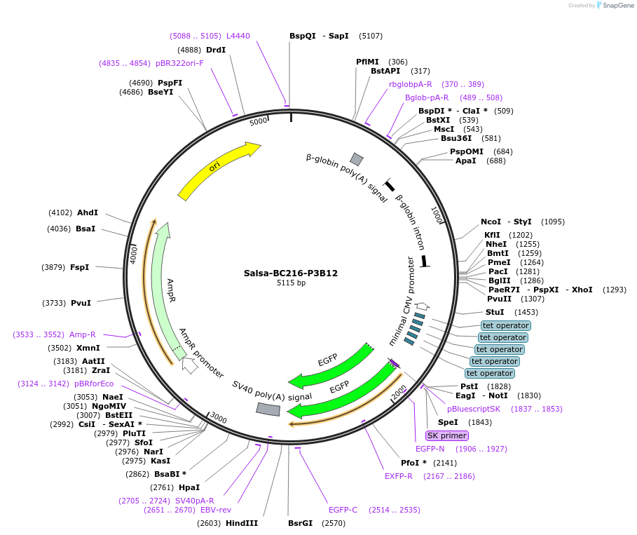 203057-plasmid-map-sequence-id-421497