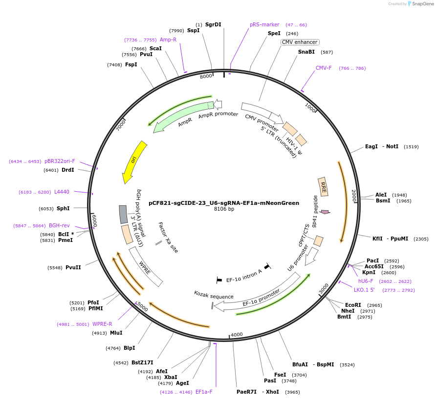 211673-plasmid-map-sequence-id-421505