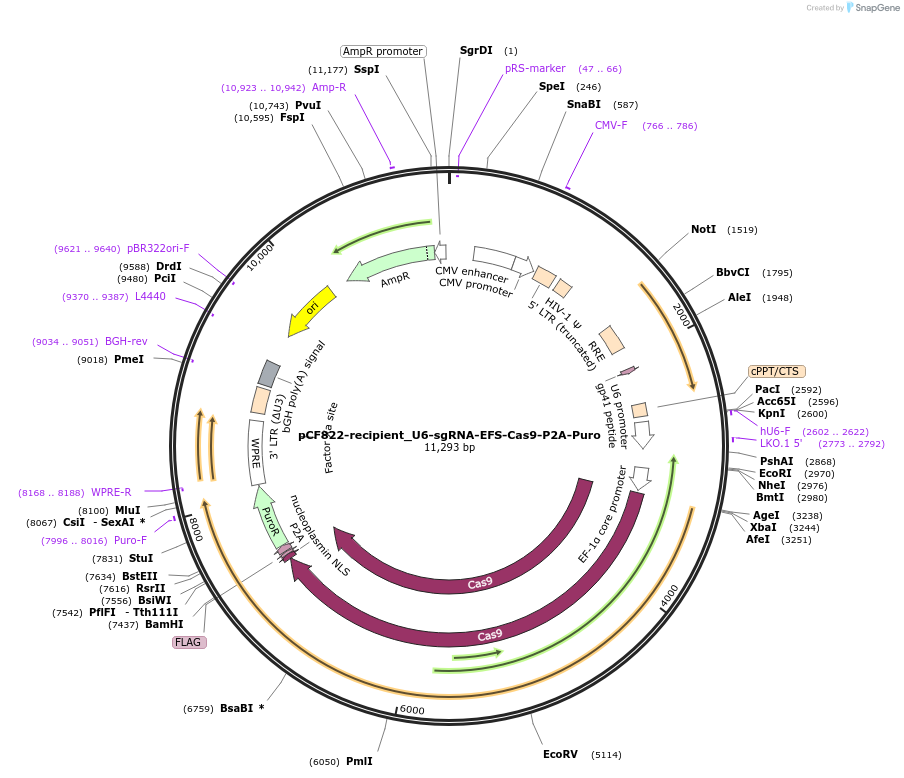 211687-plasmid-map-sequence-id-421508