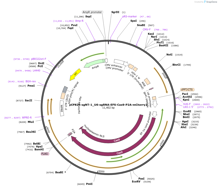 211689-plasmid-map-sequence-id-421511