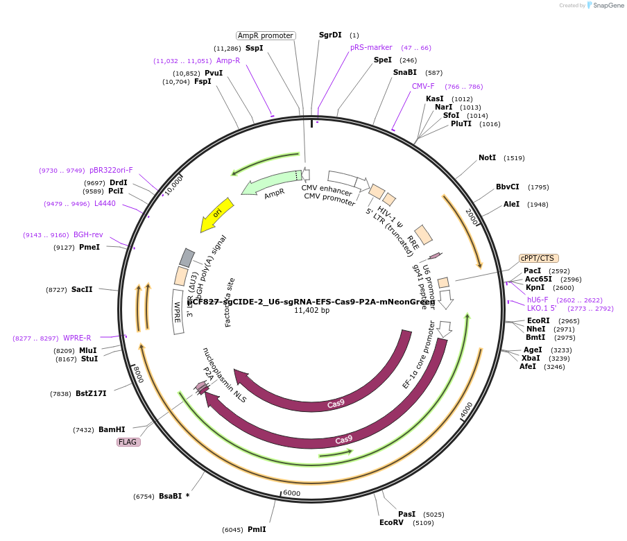 211697-plasmid-map-sequence-id-421514