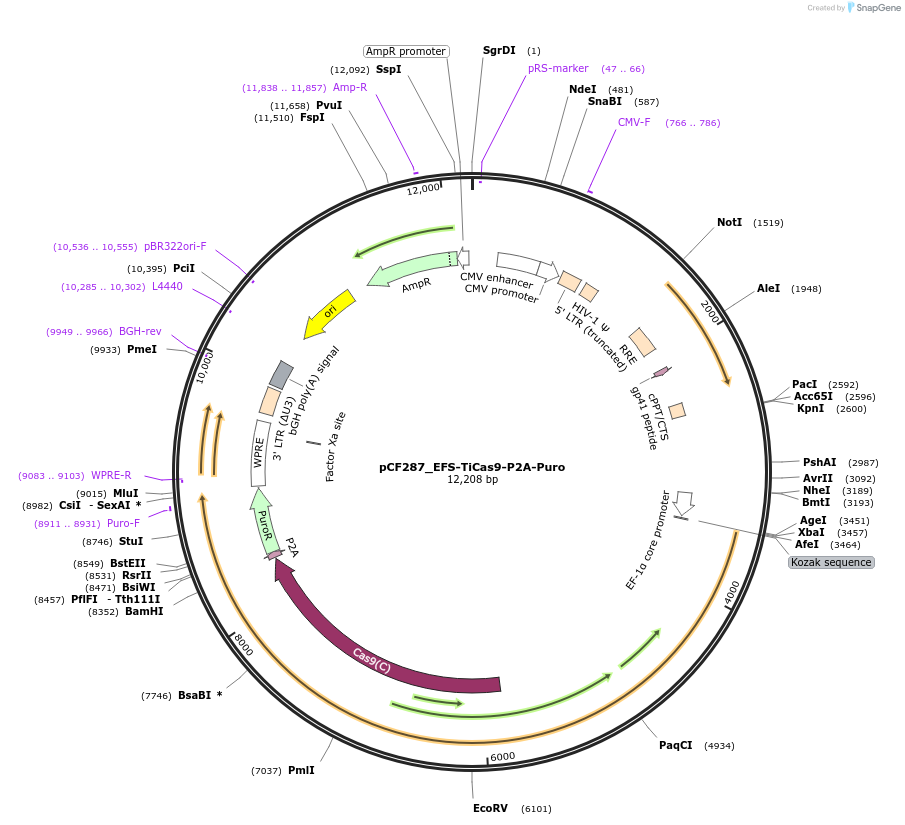 211646-plasmid-map-sequence-id-421527