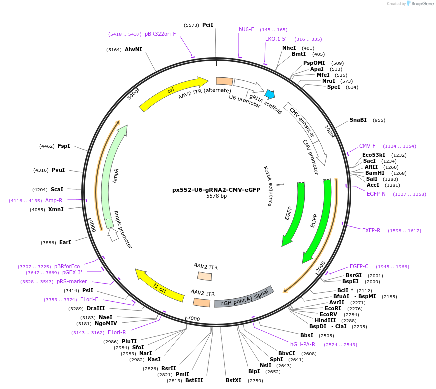 211759-plasmid-map-sequence-id-421553