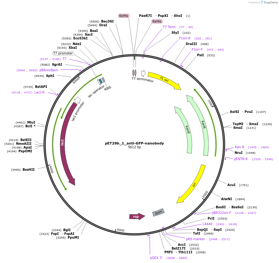 210394-plasmid-map-sequence-id-421613
