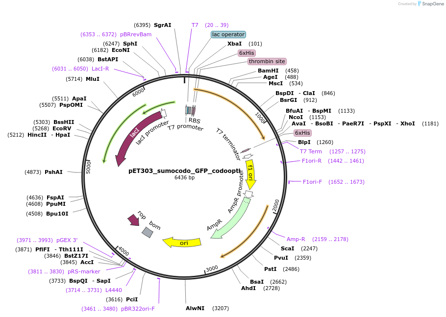 210393-plasmid-map-sequence-id-421615