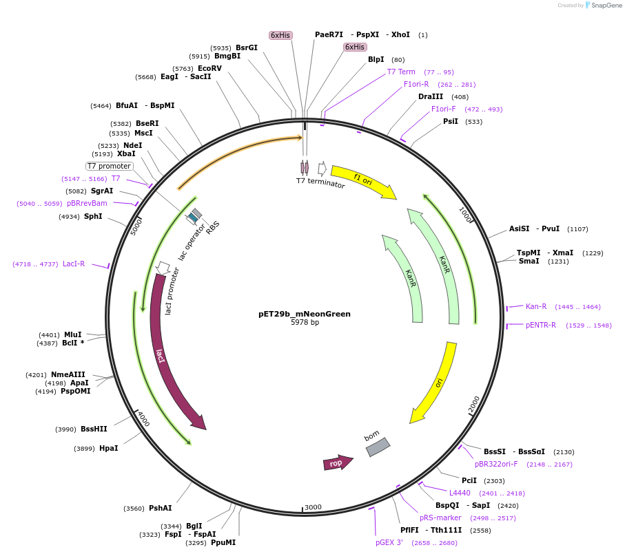 209425-plasmid-map-sequence-id-421616