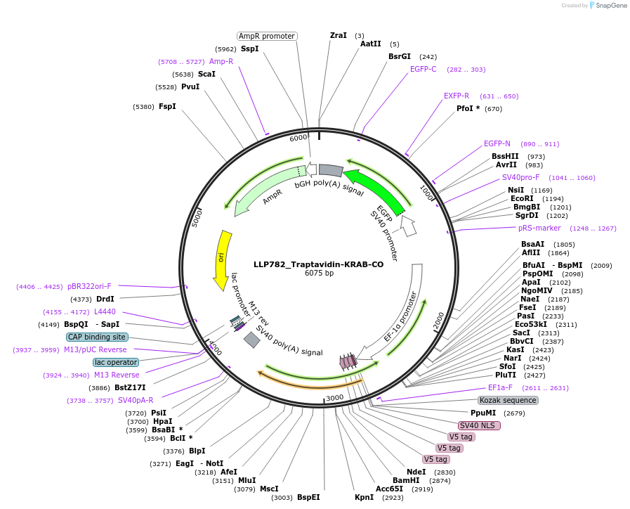 211775-plasmid-map-sequence-id-421617