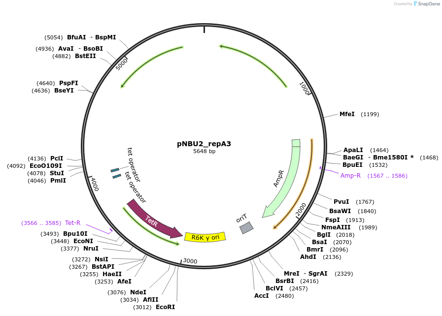 211912-plasmid-map-sequence-id-421619