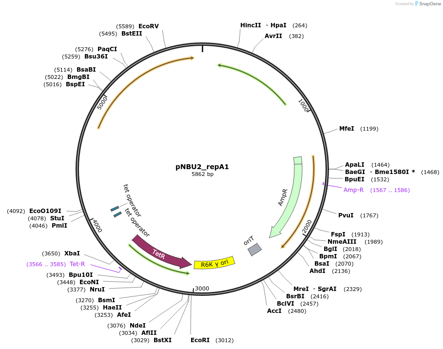 211910-plasmid-map-sequence-id-421620