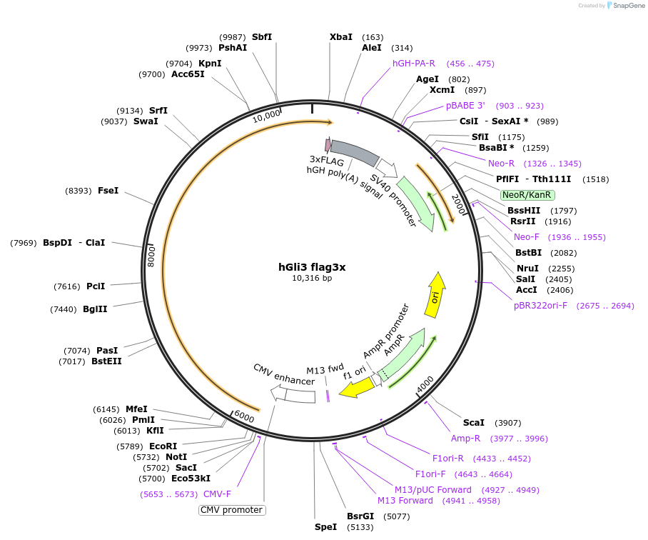 84921-plasmid-map-sequence-id-421628