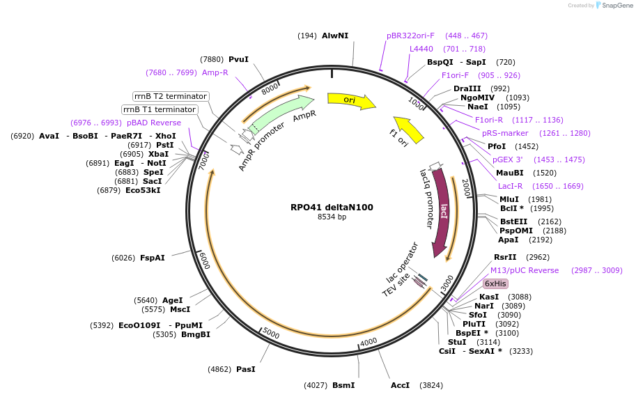 205073-plasmid-map-sequence-id-421636