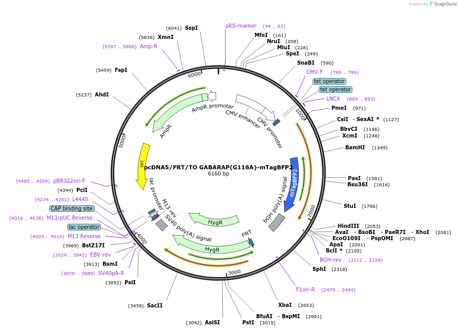 212112-plasmid-map-sequence-id-421652