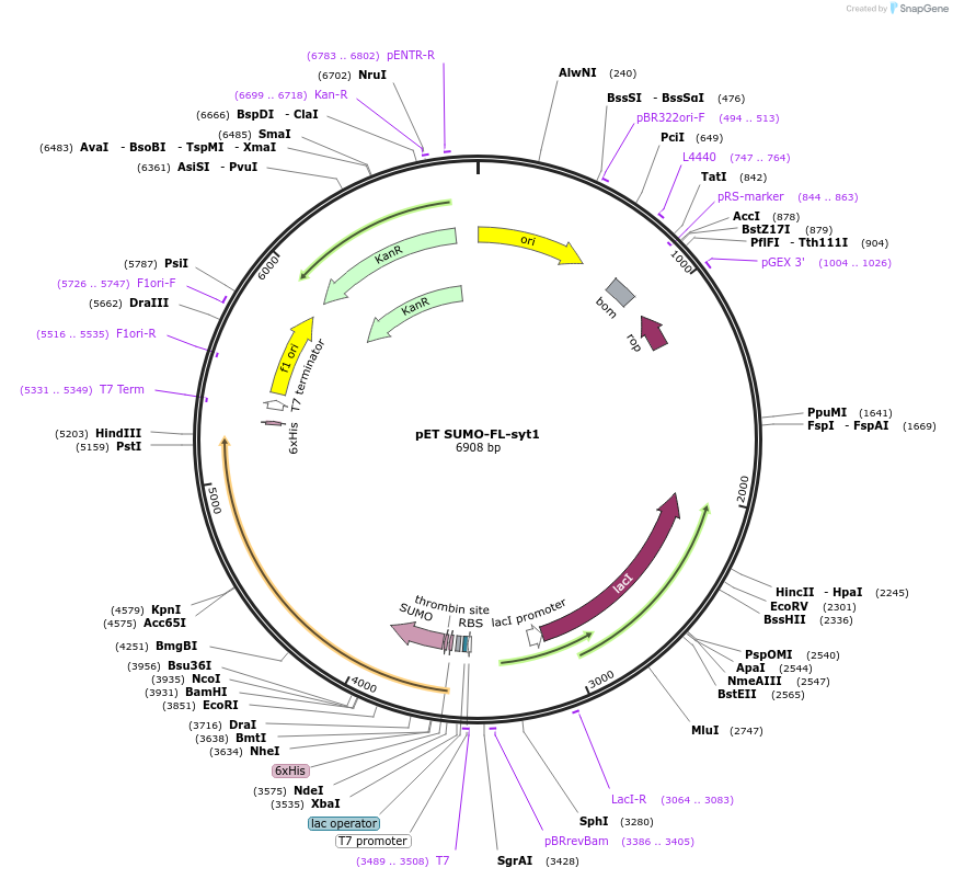213628-plasmid-map-sequence-id-421660