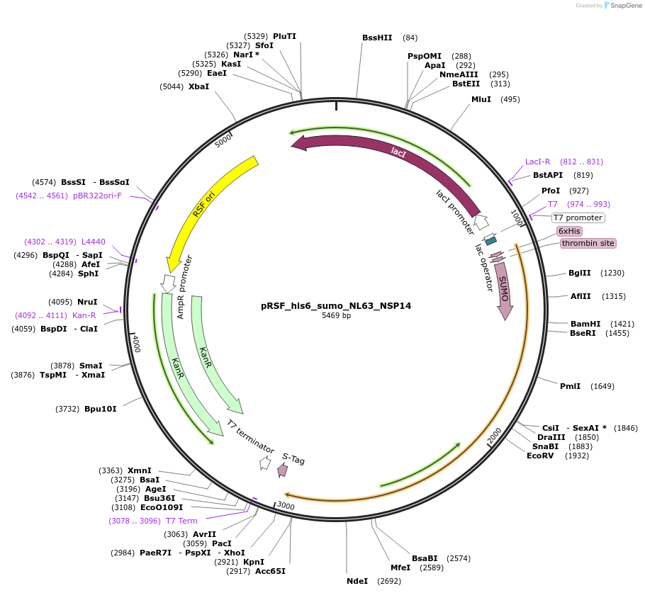 213520-plasmid-map-sequence-id-421664