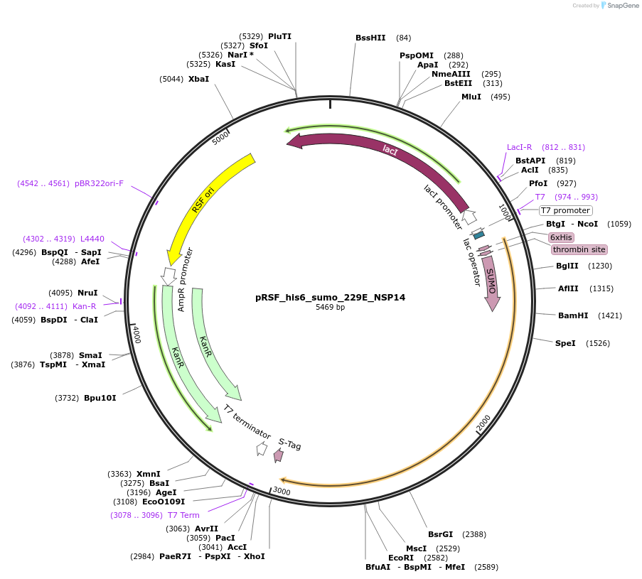 213521-plasmid-map-sequence-id-421665