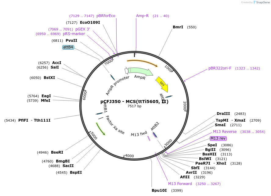 34866-plasmid-map-sequence-id-42167