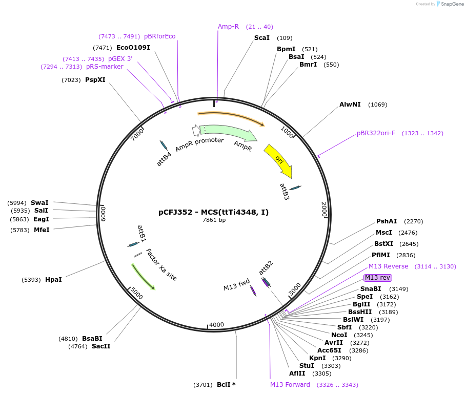 34868-plasmid-map-sequence-id-42169