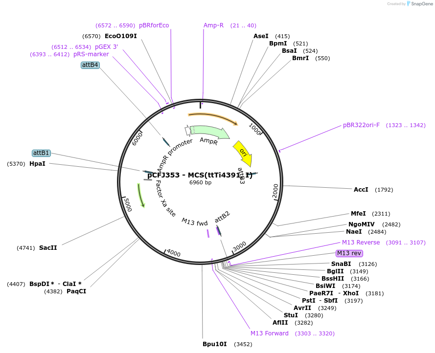 34869-plasmid-map-sequence-id-42170