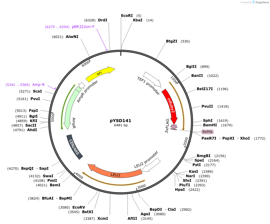 212928-plasmid-map-sequence-id-421715