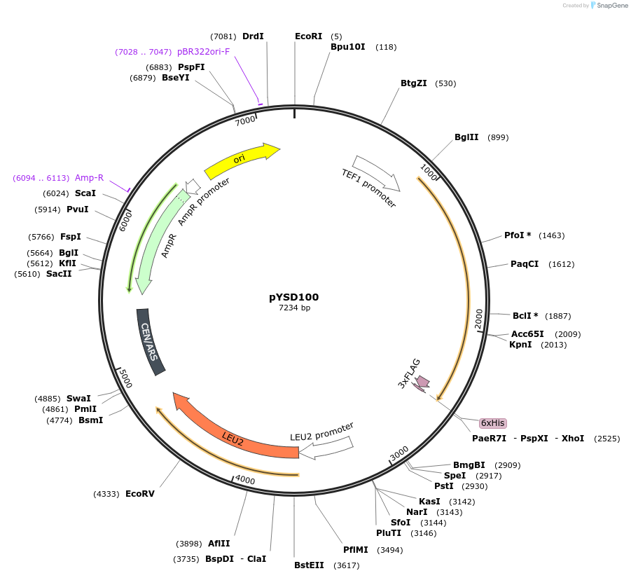 212924-plasmid-map-sequence-id-421716