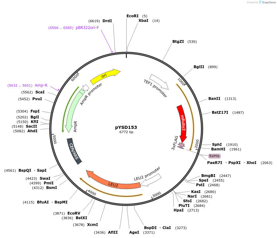 212929-plasmid-map-sequence-id-421717